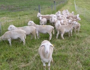 SFQ white dorper ram lambs