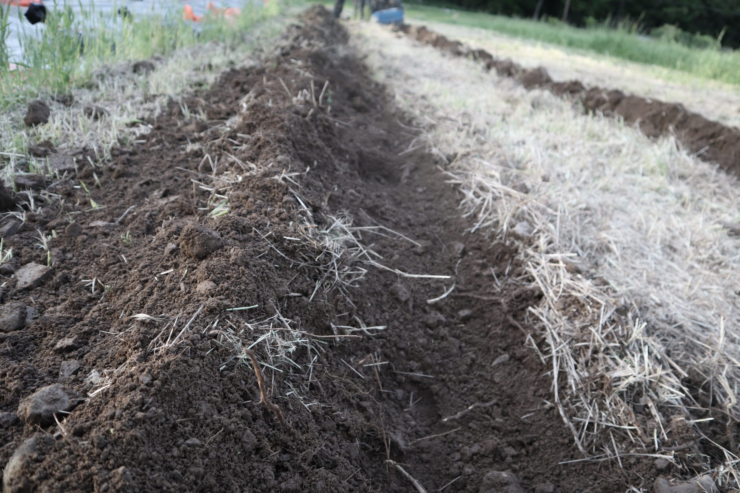 Strip tillage loosens soil to prep the planting zone while maintaining cover crop residue in between-row areas.