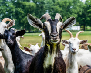 goats farm unsplash