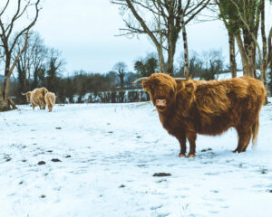 highland cow snow grazing unsplash