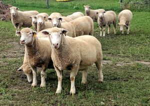 SFQ Dorset Sheep