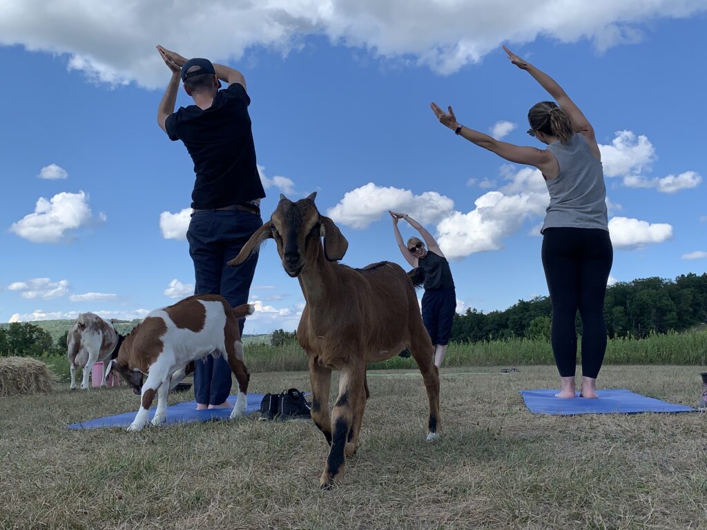 The goats on ZiegenVine Homestead are the stars of the farm, providing joy and laughter during yoga.
Allison Lavine / ZiegenVine Homestead
