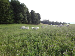 Red clover has the added benefit of being relatively drought resistant. Ulf Kintzel / White Clover Sheep Farm