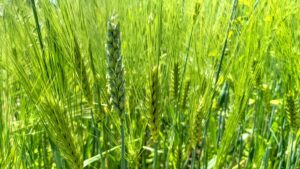 SFQ ancient wheat growing