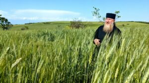 SFQ ancient wheat pastor