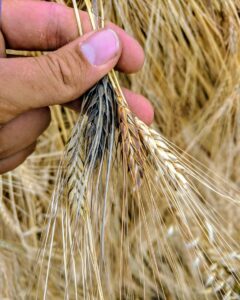 SFQ ancient wheat varieties