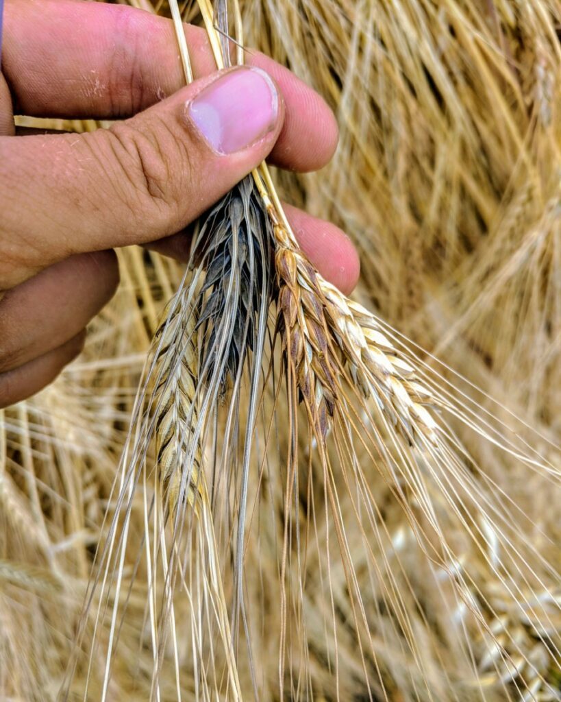 Ancient Farming Strategy Holds Promise for Climate Resilience - Cornell ...