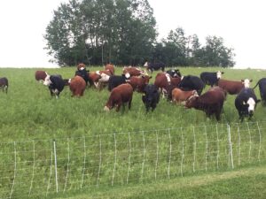 SFQ beef stockers grazing