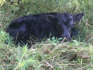 SFQ farmer veteran russell calf