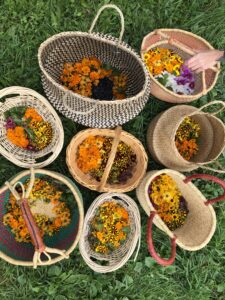 Baskets containing foraged flowers for dying fabric.