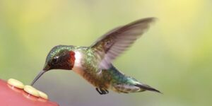 SFP hummingbird