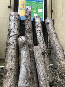 shiitake logs
