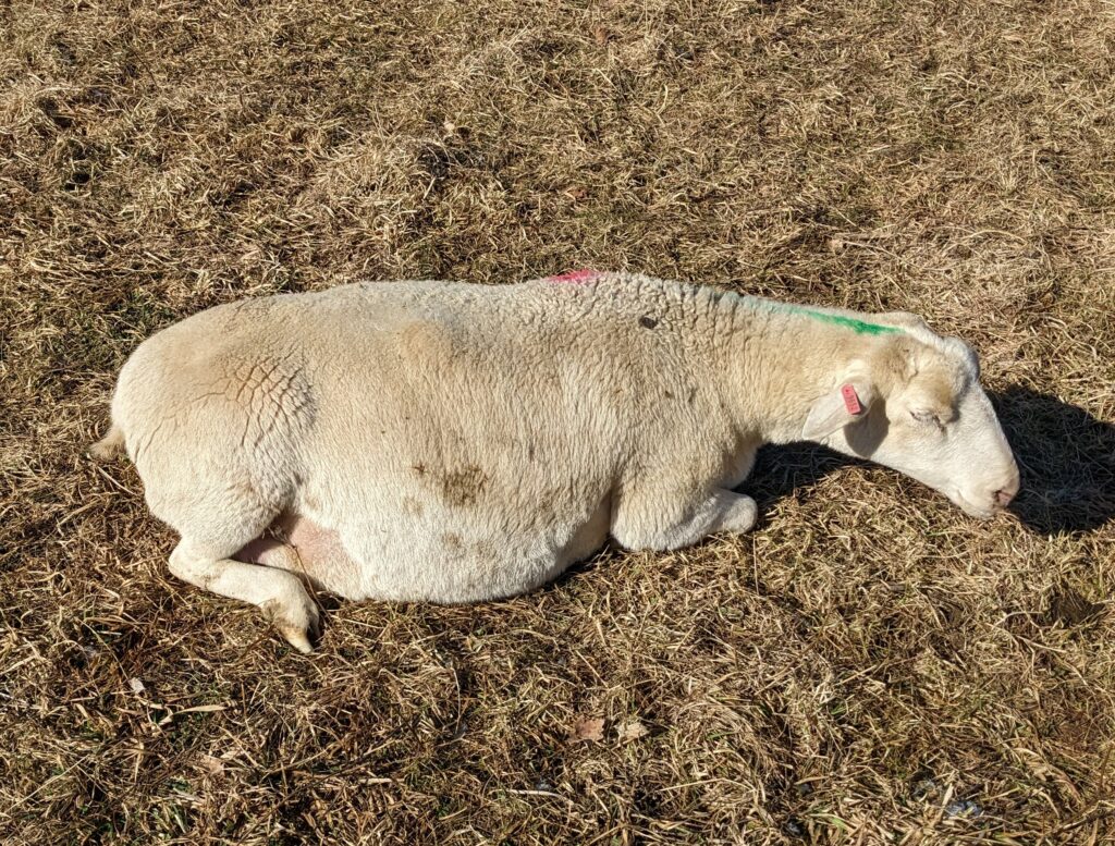 SFQ sheep pregnancy