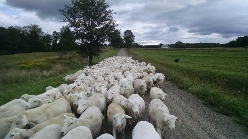 SFQ grazing sheep flock