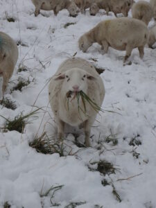 SFQ grazing sheep winter
