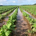 Fields of green beans are soaked in the water from heavy rains. The photo was taken the first week of July.
