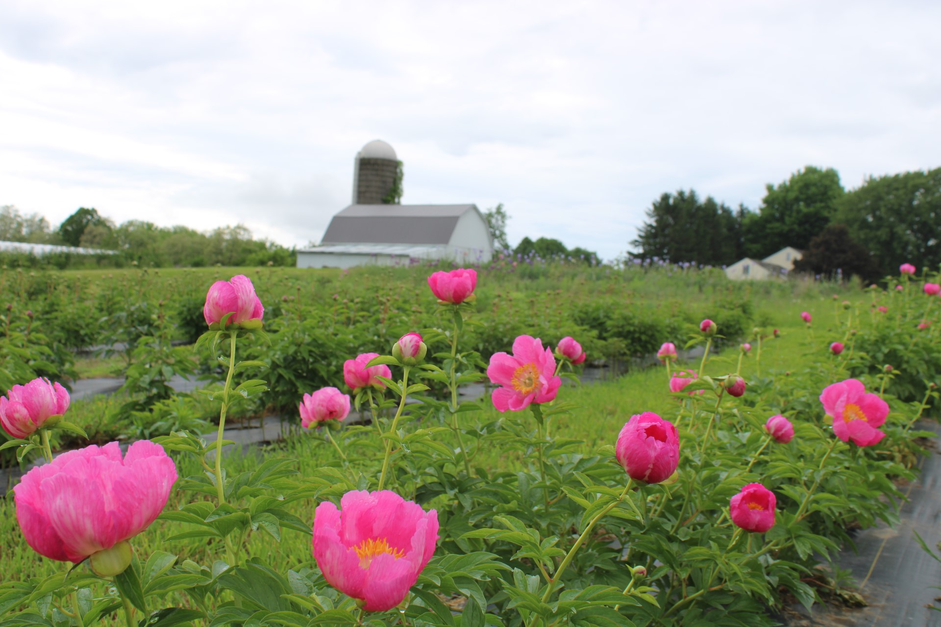 Farm Ops Building a Flower Farm Strategy Event for Veterans Cornell