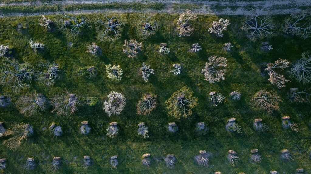 trees orchard aerial