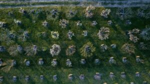 trees orchard aerial