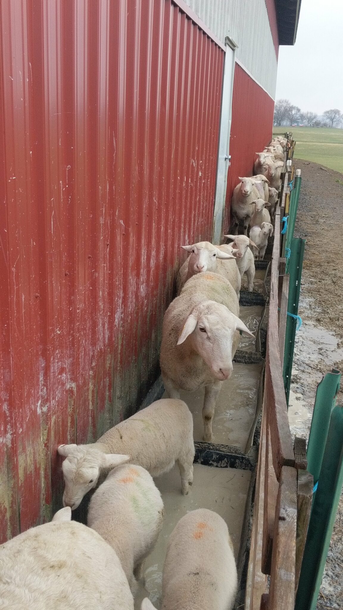 Footrot in Sheep Cornell Small Farms
