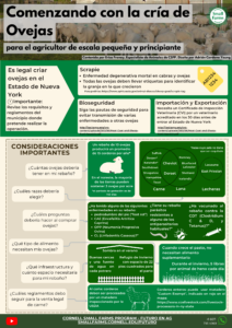 Comenzando con la cria de ovejas