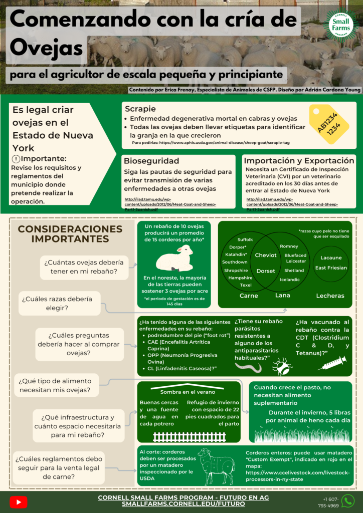 Comenzando con la cria de ovejas