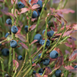 Blueberry-AnyaOsatuke