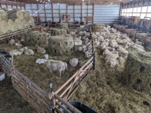 Sheep Barn Lambing Season Photo 2