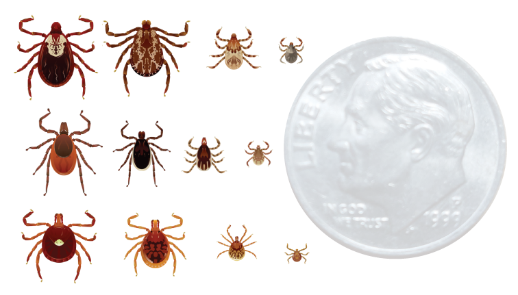 Keeping Yourself and Others Safe From Ticks - Cornell Small Farms