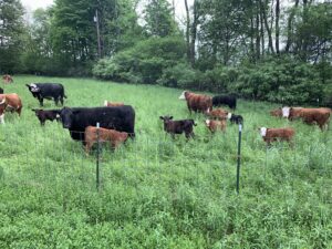 Beef Pasture Grazing Photo 2