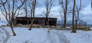 shed for sheep comfort in winter 