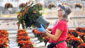 SFQ CCE Poinsettias Lobdell 1