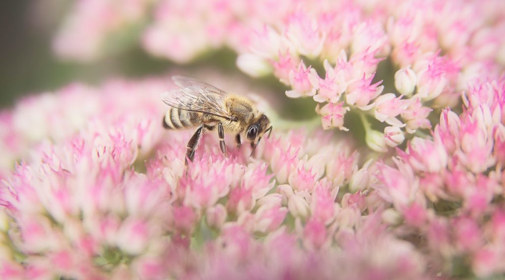 Land-grant funding bees