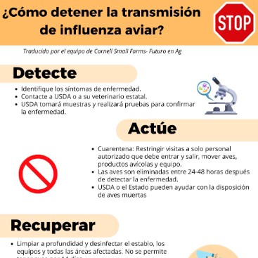 Infografía sobre la prevención de la transmisión de la influenza aviar en la producción agropecuaria. Títulos de las secciones: Detectar, Actuar, Recuperar. Incluye un gráfico de señal de pare, una imagen de microscopio y viñetas sobre la detección de síntomas, la restricción del acceso de visitantes y la limpieza y desinfección eficiente de áreas.