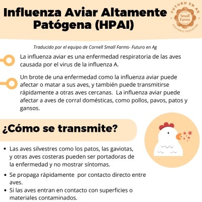 Una infografía titulada Influenza Aviar Altamente Patógena (HPAI) profundiza en la influenza aviar, centrándose en su transmisión por aves silvestres. Presenta una ilustración de un pollo y se relaciona con la producción agropecuaria. El texto está en español.
