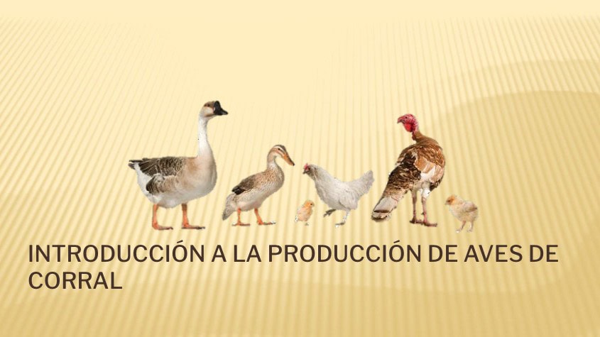 Una variedad de aves de corral, incluidos un ganso, un pato, un pollo, un pavo y polluelos, están dispuestas sobre un fondo degradado beige con el texto INTRODUCCIÓN A LA PRODUCCIÓN AGROPECUARIA DE AVES DE CORRAL.