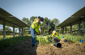 Two people in yellow safety vests and hats tend plants between rows of solar panels on a sunny day, showcasing how agrivoltaics combines farmland use with innovative solar solutions.