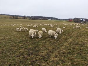 The Start of Grazing Season 2 A large flock of sheep enjoys the start of the grazing season, munching on a vast, grassy field under a cloudy sky. In the distance, trees and a few red and white farm buildings punctuate the expansive landscape.