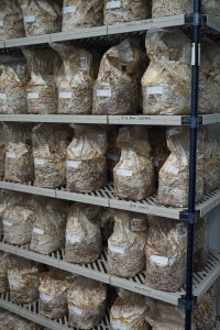 SFQ mushroom research indoor growing