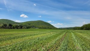Uncovering the Value of Manure: Sustainable Farming in the NYC Watershed 1 A vast, green field stretches towards a range of rolling hills under a bright blue sky with scattered clouds. The lush landscape embodies sustainable farming, with open grasslands and distant trees nurturing the NYC watershed, ensuring serenity and ecological balance.