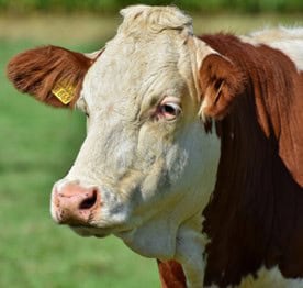 A brown and white cow with a yellow ear tag stands in a grassy field, representing the quality and care of Backyard Beef as it looks toward the camera.