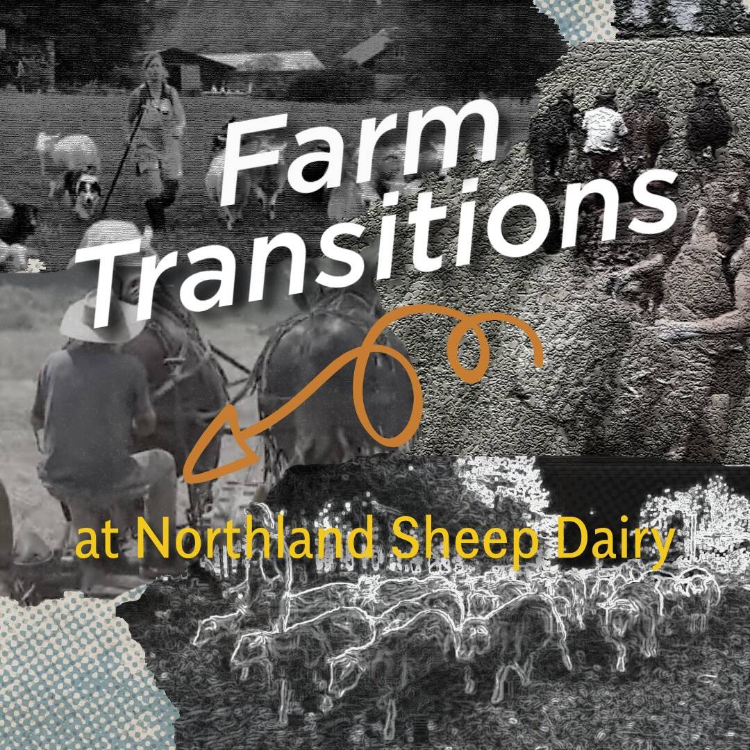 Farm Transitions and Transformations: Small Farms Radio in Conversation with Northland Sheep Dairy