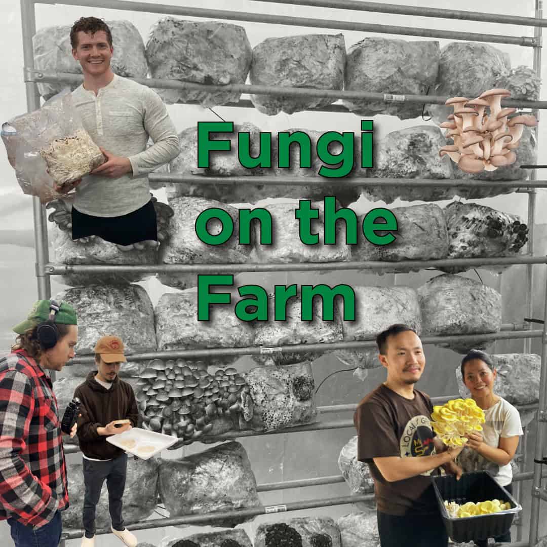 Fungi on the Farm: Small Farms Radio Explores Indoor Mushroom Production