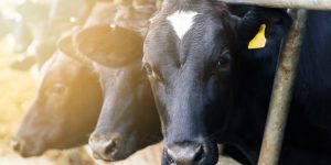 SFQ Cows in bunk stock image