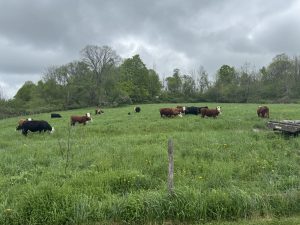 SFQ cows pasture graze 1