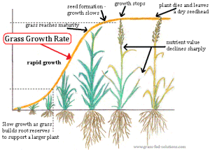 Rotation System Grazing