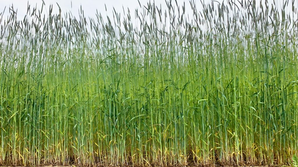 Study Offers Insight into Balancing Climate Solutions and Crop Yields 1 Rye Field