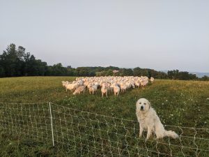SFQ sheep carrying capacity