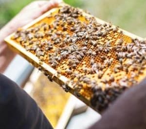 A person holding a wooden frame covered with honeycomb and bees, likely inspecting a beehive outdoors and practicing the basics of beekeeping.
