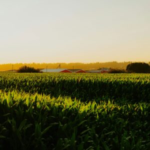 farm corn field barns golden hour unsplash